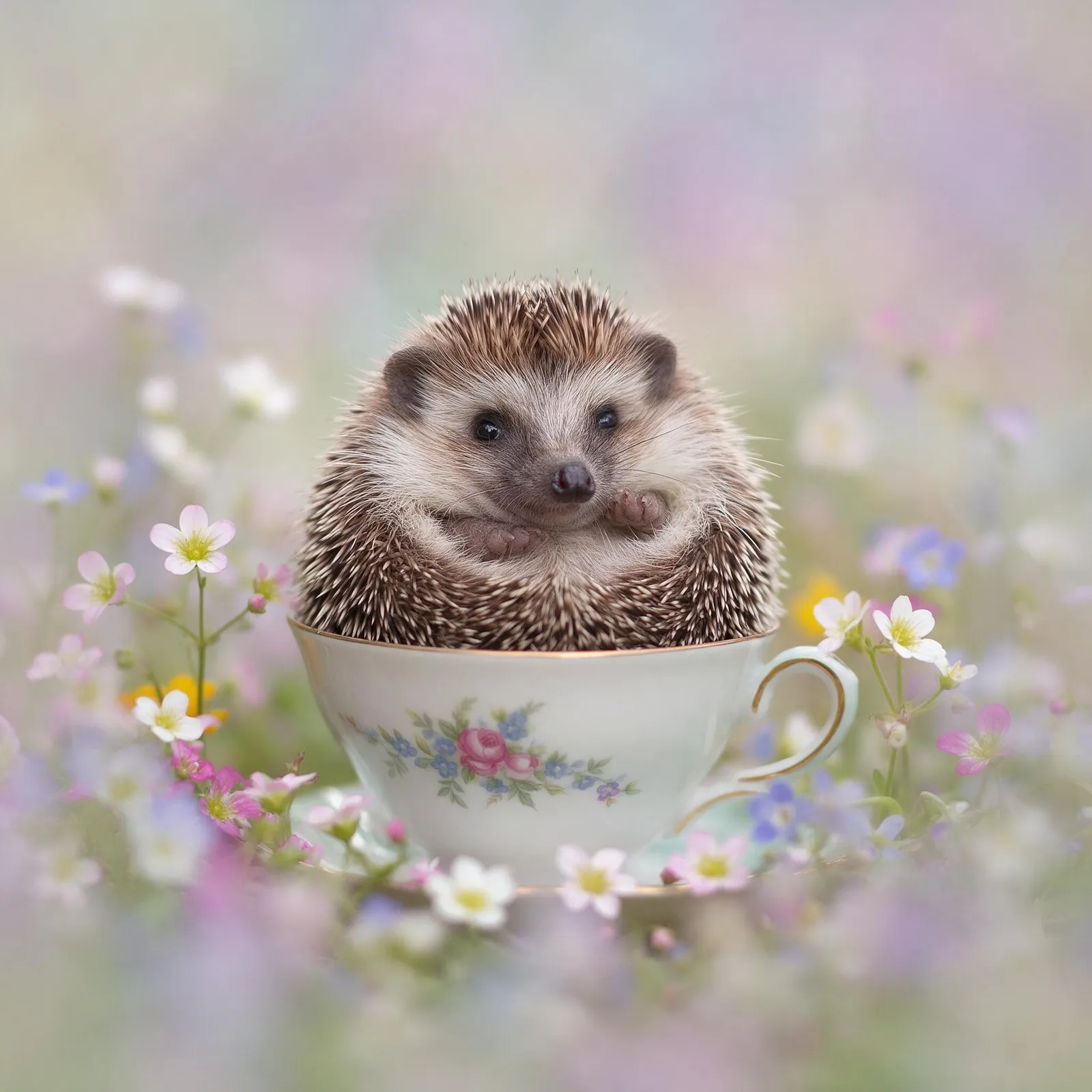 Hedgehog curled in a teacup surrounded by tiny flowers, soft pastel background, macro photography, adorable