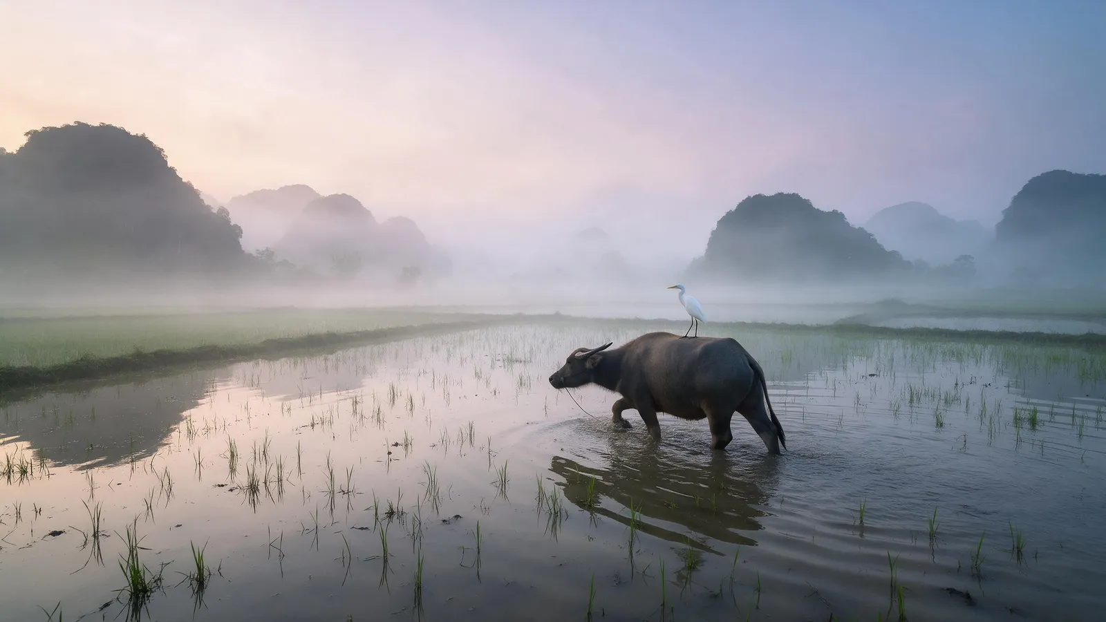 Water buffalo wading through a misty rice paddy in northern Vietnam at dawn, a white egret perched on its back, limestone hills fading into fog, soft pastel light, tranquil