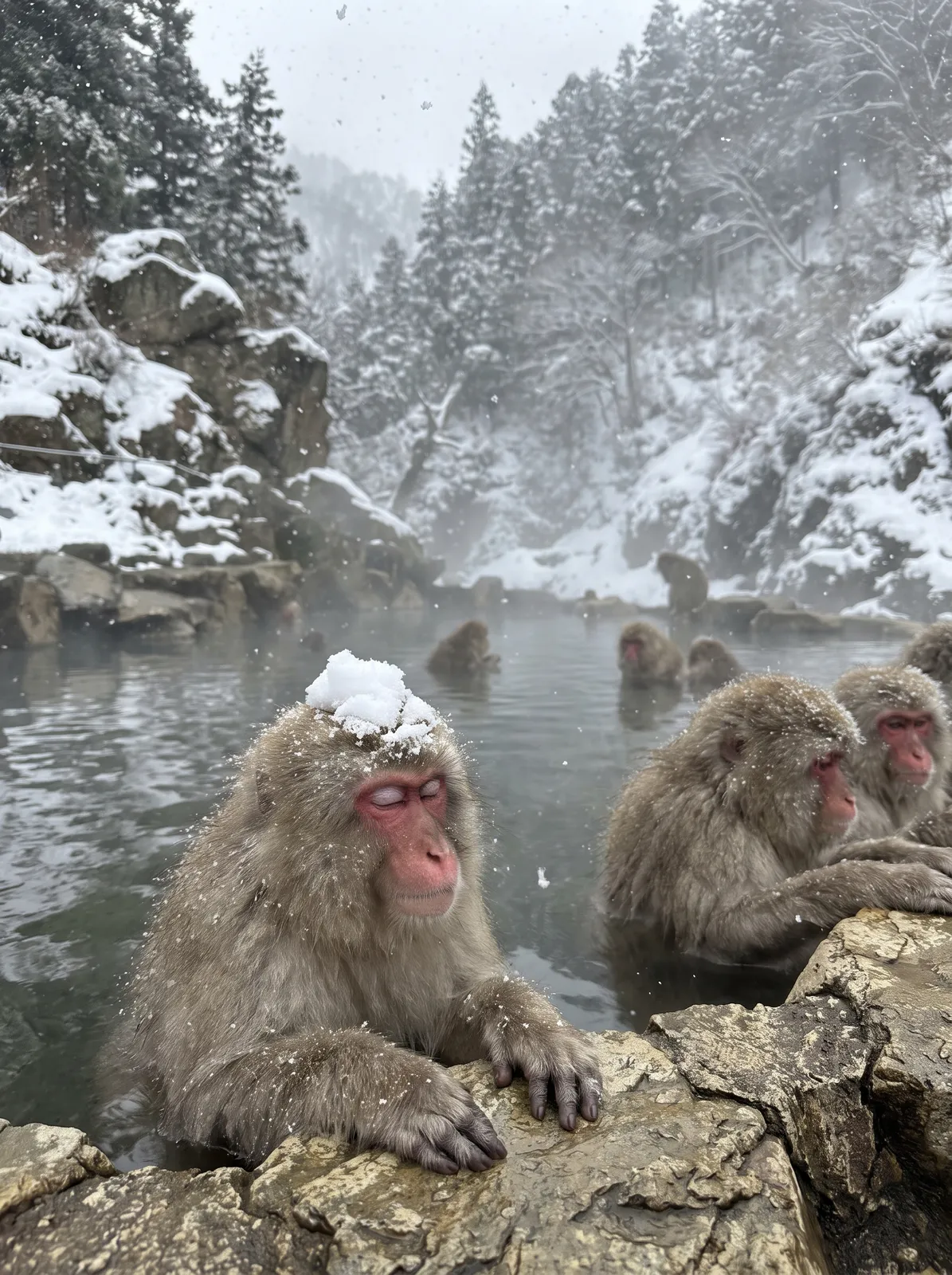 Snow monkeys bathing in a steaming hot spring in Jigokudani, one monkey with snow on its head, eyes closed in bliss, falling snow, intimate wildlife moment
