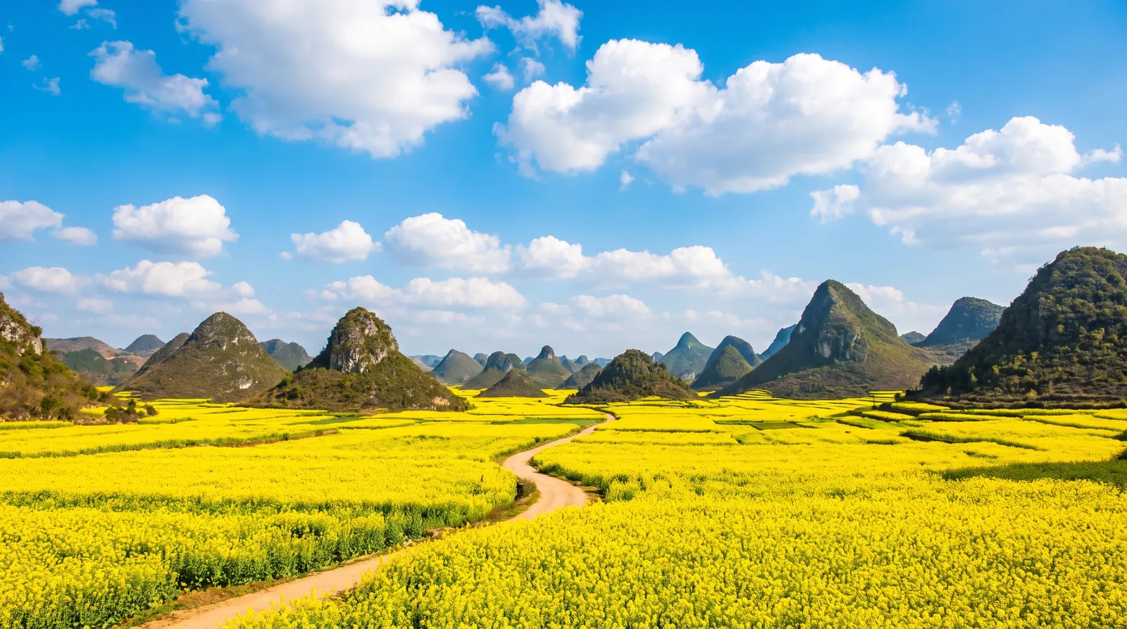Rapeseed flower fields of Luoping, Yunnan with conical karst hills, a carpet of yellow blossoms, blue sky with white clouds, vibrant