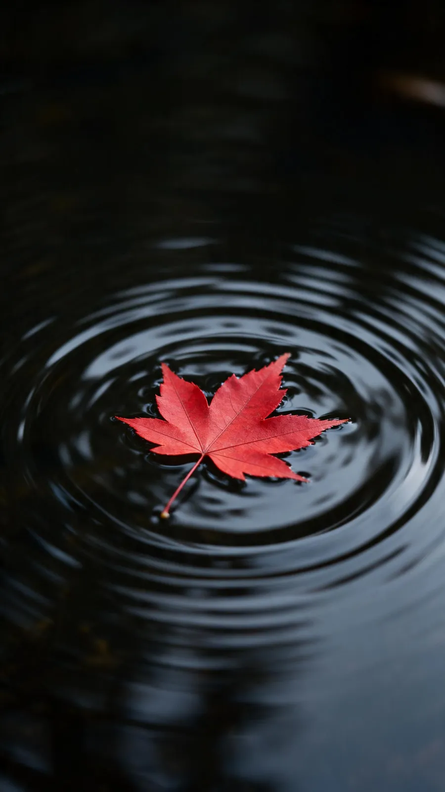 Minimal phone wallpaper of a single red maple leaf floating on dark still water with ripples