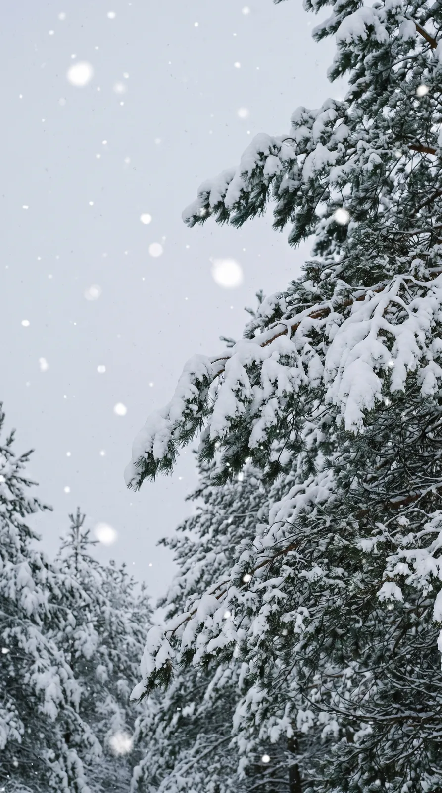 Vertical wallpaper of snow-covered pine branches with soft falling snow against a pale grey sky, peaceful winter