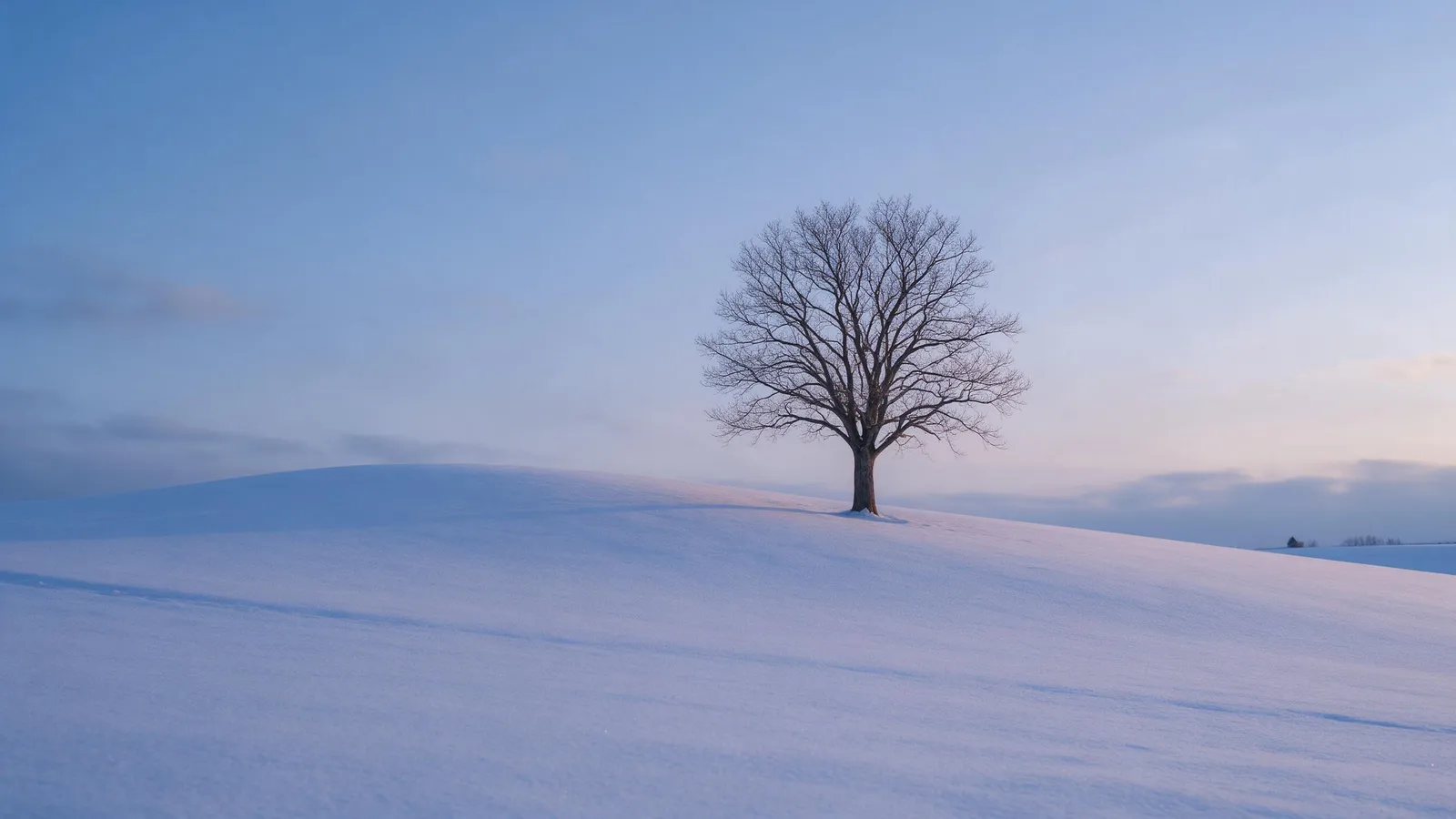 Hokkaido winter landscape: a single bare tree on a gentle snowy hill in Biei, soft blue hour light, fresh snow texture, minimalism, peaceful