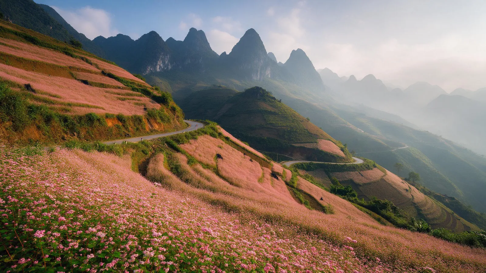 Ha Giang in northern Vietnam in November, pink buckwheat flowers blanketing terraced slopes beneath jagged limestone peaks, a winding mountain road, soft afternoon haze, vivid late-autumn colour