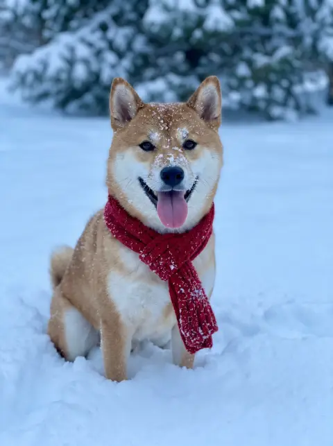 Shiba inu sitting in fresh snow with a red scarf, tongue out, snowflakes on its fur, soft blue winter light, joyful port