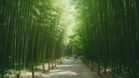 Damyang bamboo forest path in summer, tall green bamboo, dappled light, a few walkers, fresh and calm