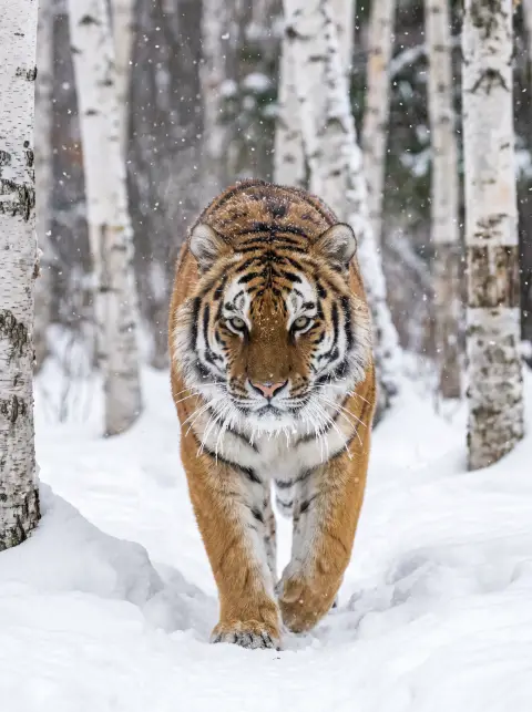 Amur tiger walking through a snowy birch forest, intense gaze toward camera, frost on whiskers, majestic wildlife photog