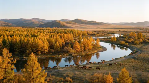 Landscape: golden larch forest in Inner Mongolia in late autumn, a winding river, horses grazing, wide panoramic view
