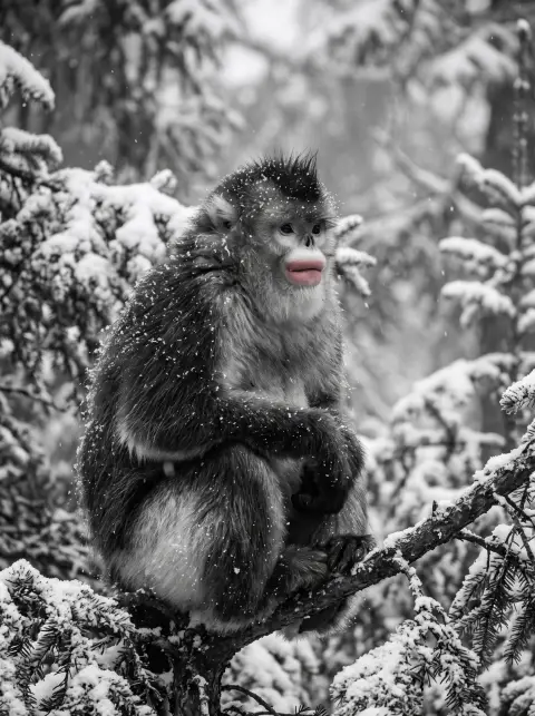 Black-and-white snub-nosed monkey with rosy pink lips and a dark crest sitting in a snowy fir forest in Yunnan…