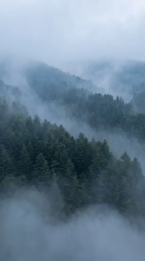 Vertical wallpaper of a misty pine forest in Korea viewed from above, layers of dark green trees fading into fog, moody
