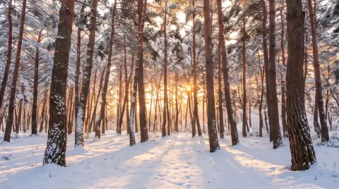 A Korean pine forest in snow, epic landscape photography, golden hour