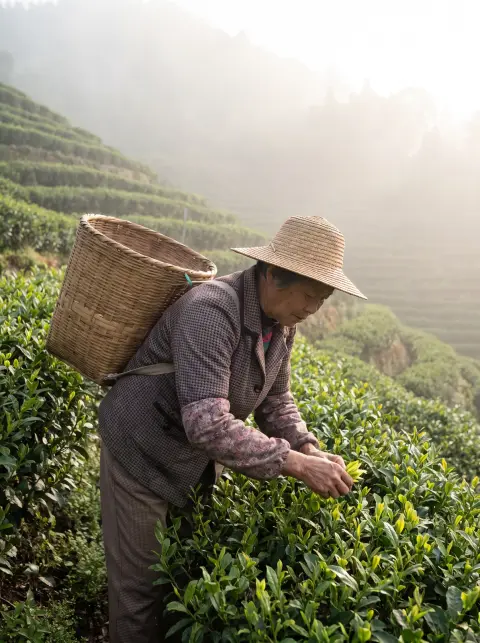 Chinese tea farmer woman in her fifties picking young leaves on a steep Longjing tea terrace in morning fog, bamboo bask