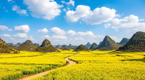 Rapeseed flower fields of Luoping, Yunnan with conical karst hills, a carpet of yellow blossoms, blue sky with white clo