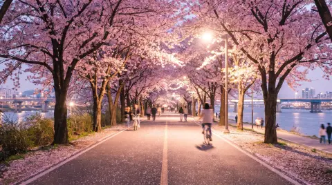 Cherry blossoms along the Yeouido Han River path in full bloom at night, pink canopy lit by streetlamps, petals on the p