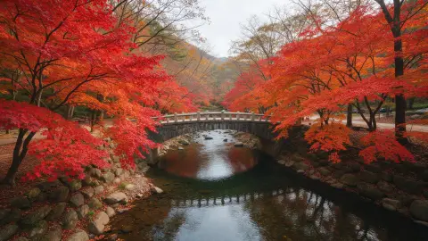 Autumn foliage at Naejangsan national park, a stone bridge over a clear stream lined with fiery red and orange maple tre