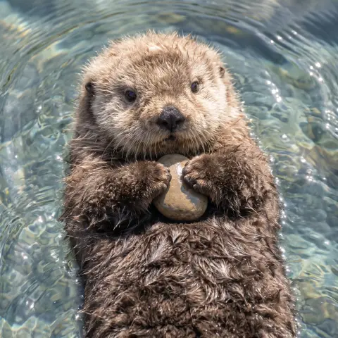 Baby otter floating on its back holding a pebble, water ripples, adorable close-up