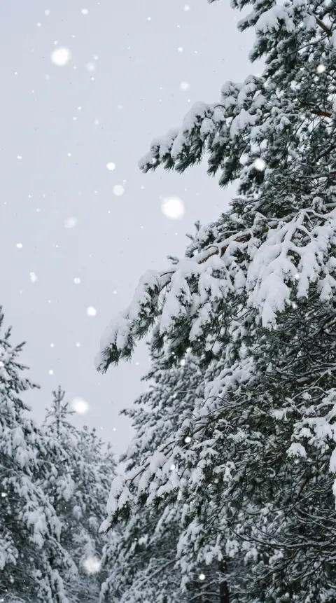 Vertical wallpaper of snow-covered pine branches with soft falling snow against a pale grey sky, peaceful winter