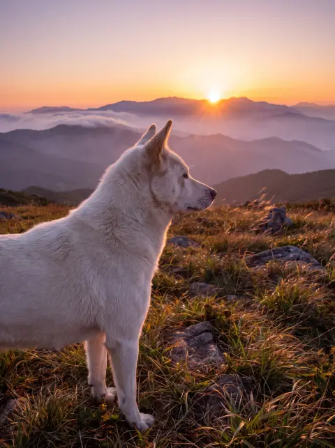 Animals: a Korean Jindo dog standing alert on a hillside at sunrise, wind in its fur, loyal and proud