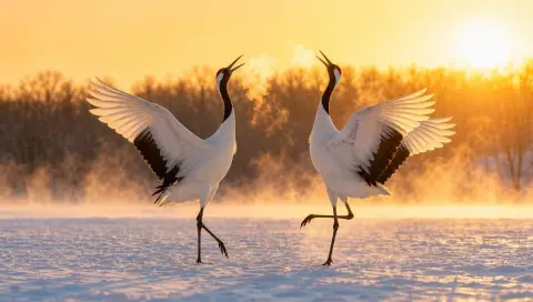 Red-crowned cranes dancing in a snowy field in eastern Hokkaido at sunrise, breath visible in the cold air…