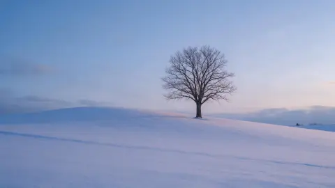 Hokkaido winter landscape: a single bare tree on a gentle snowy hill in Biei, soft blue hour light, fresh snow texture,
