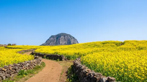 Canola flower fields on Jeju Island in early spring, yellow blossoms rolling toward Sanbangsan mountain under a clear…