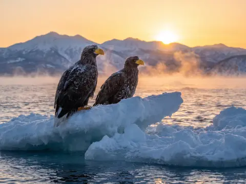 Steller's sea eagles perched on drift ice off the Shiretoko Peninsula at sunrise, snowy mountains behind…