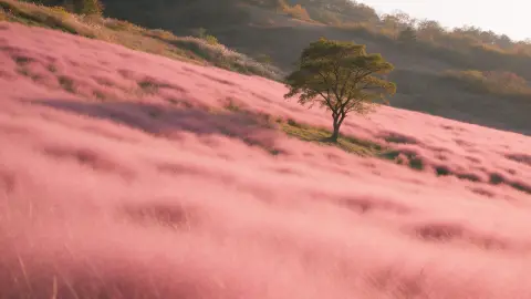 Pink muhly grass fields on a hillside in Korea in autumn, soft pink haze, a lone tree, golden hour